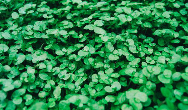 ST PATRICK'S DAY